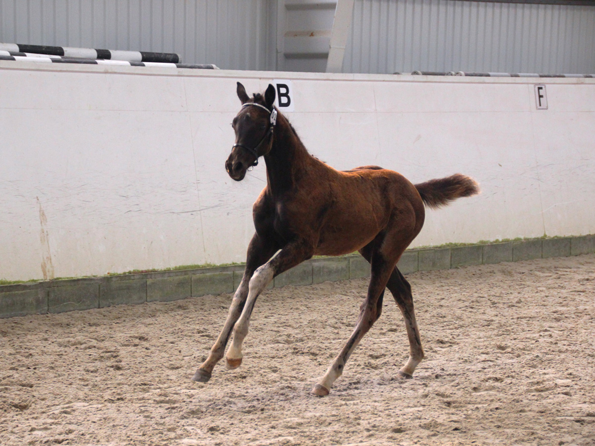 Norsk-Varmblod-Hot-Shot-KLV-Utstilling-Foll.25