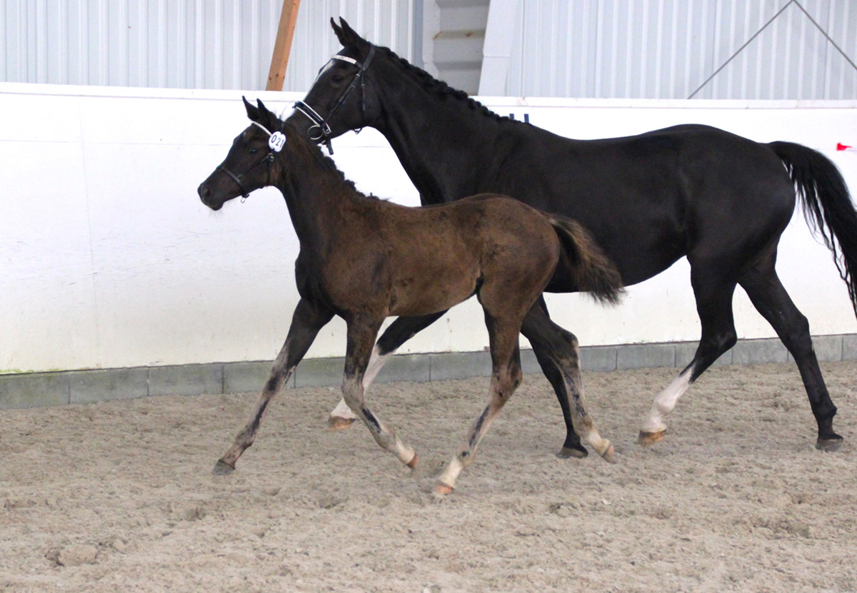 Norsk-Varmblod-Not-For-Sale-KLV-Utstilling-Foll.26