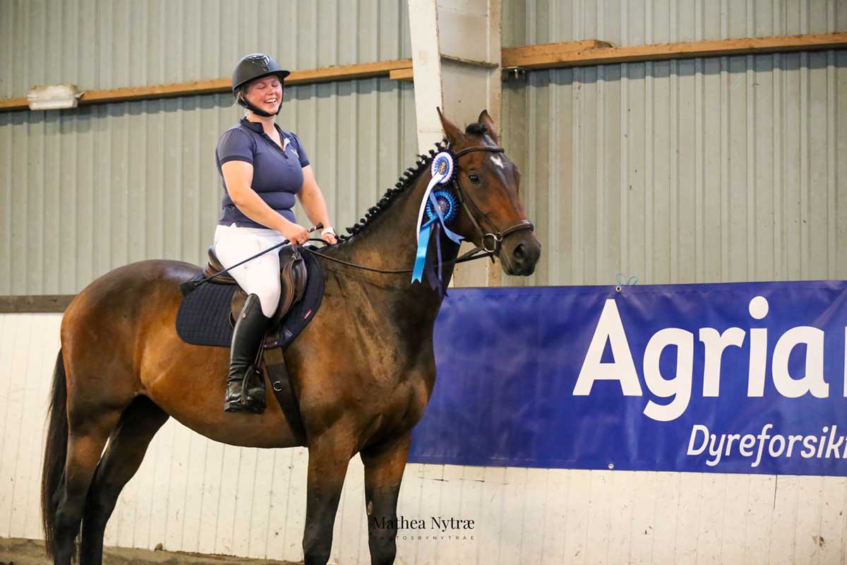 Norsk-Varmblod-Utstilling-Sandnes-Dar-es-Zalam-of-XLNZ