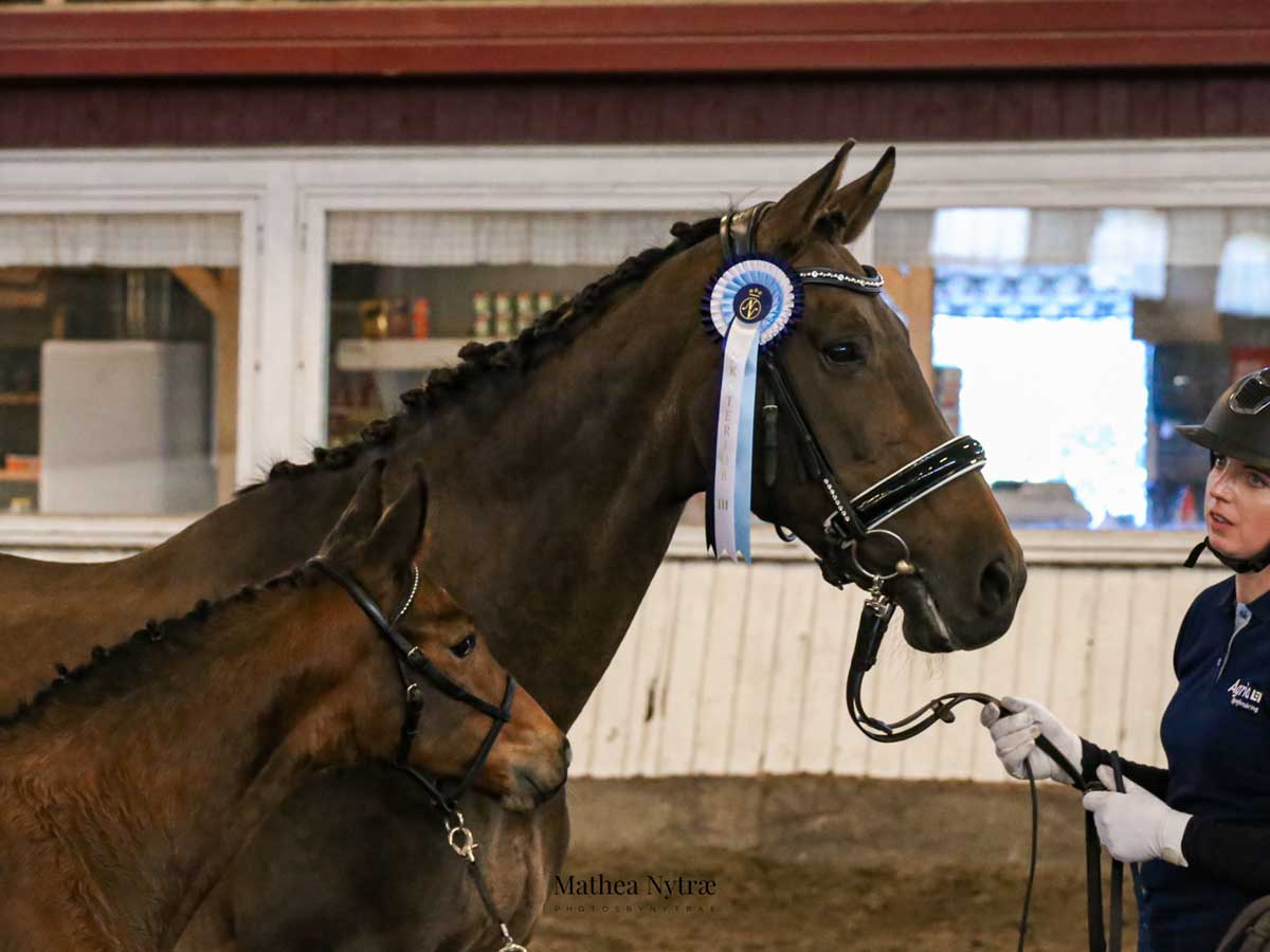 Norsk-Varmblod-Utstilling-Sandnes-Gazelle-C