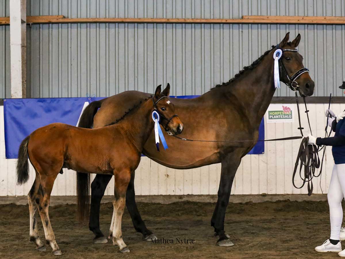 Norsk-Varmblod-Utstilling-Sandnes-Omas-Foxtrot-og-Gazelle-C