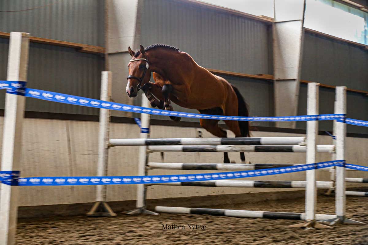 Norsk-Varmblod-Utstilling-Sandnes-asmodeus-t