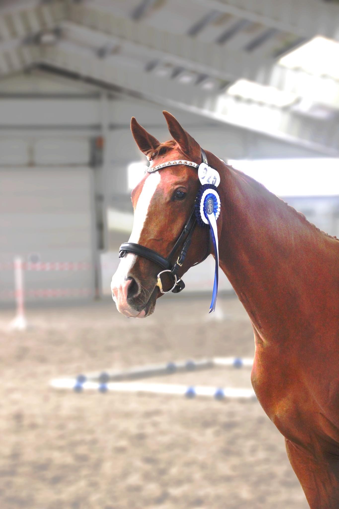 Janeiro Platina KLV Janeiro Platina KLV