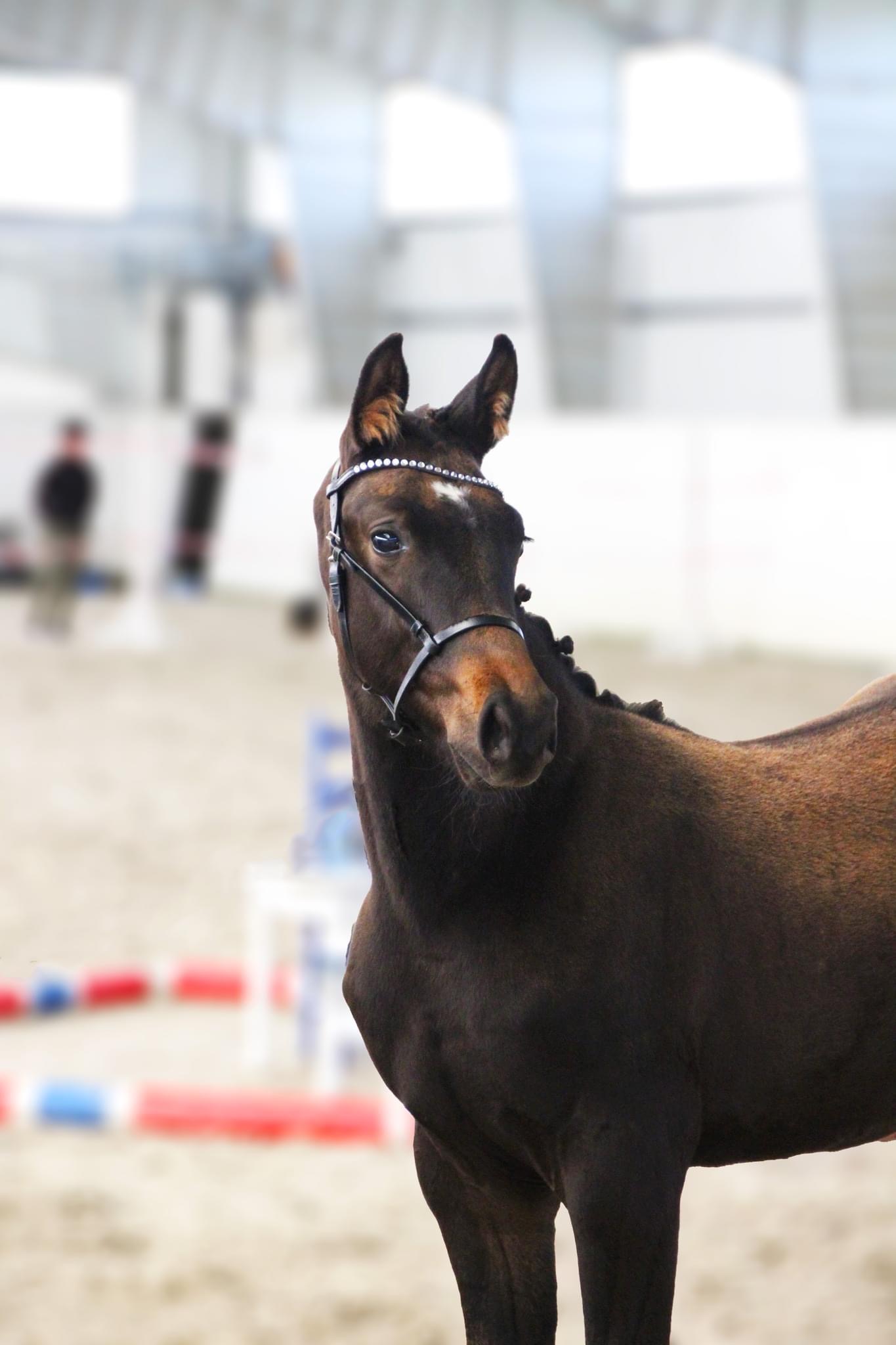 Furlunds Kenzo Furlunds Kenzo