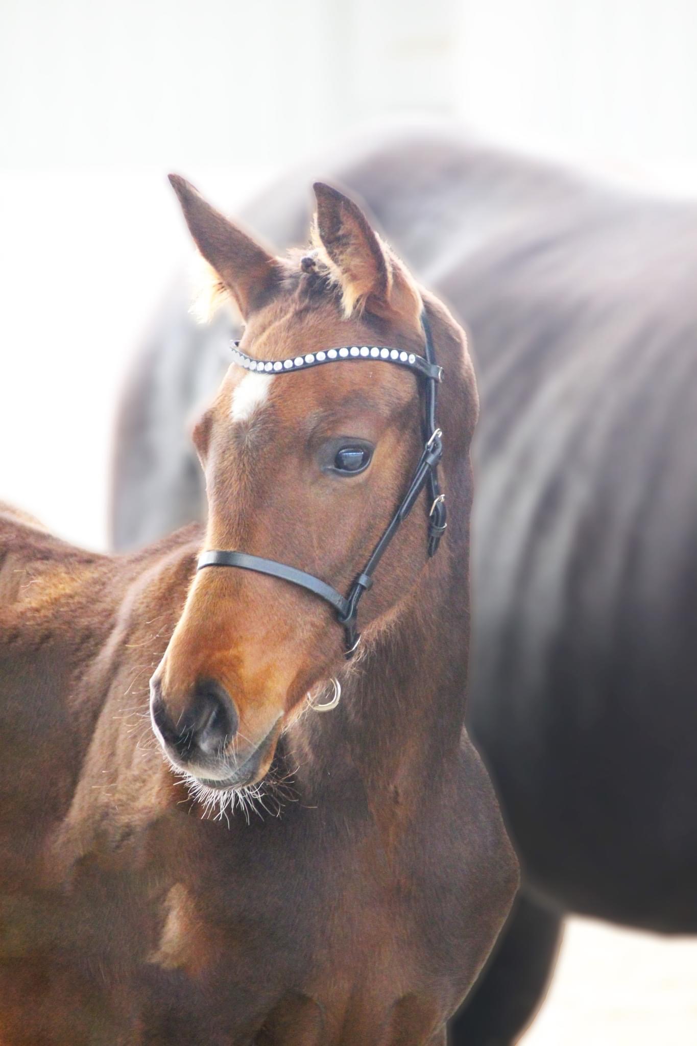 Furlunds Bon Pari Furlunds Bon Pari