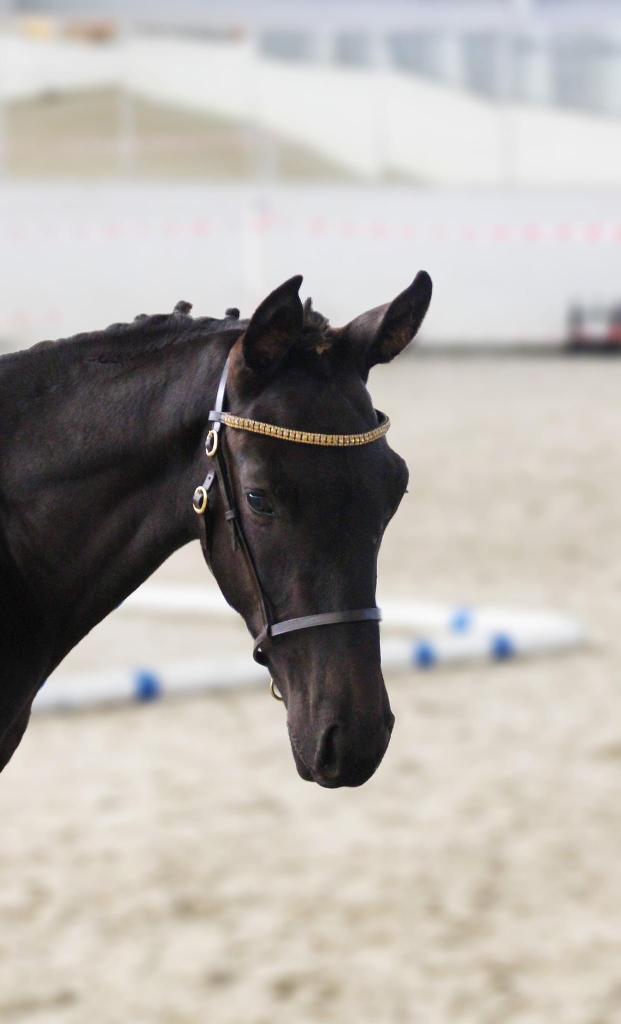 Prickly Pear TT Prickly Pear TT