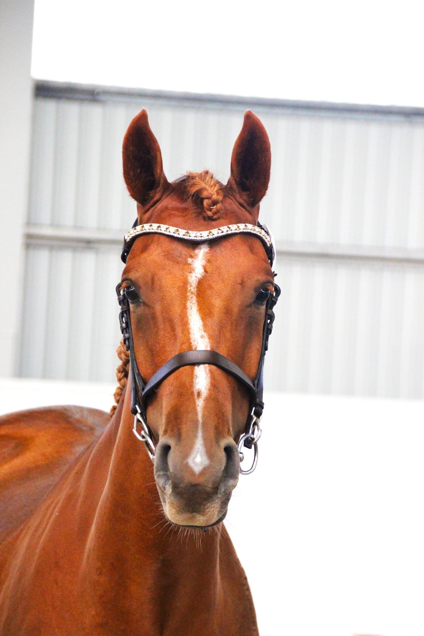 Buttercup TT (NWB) Buttercup TT (NWB)