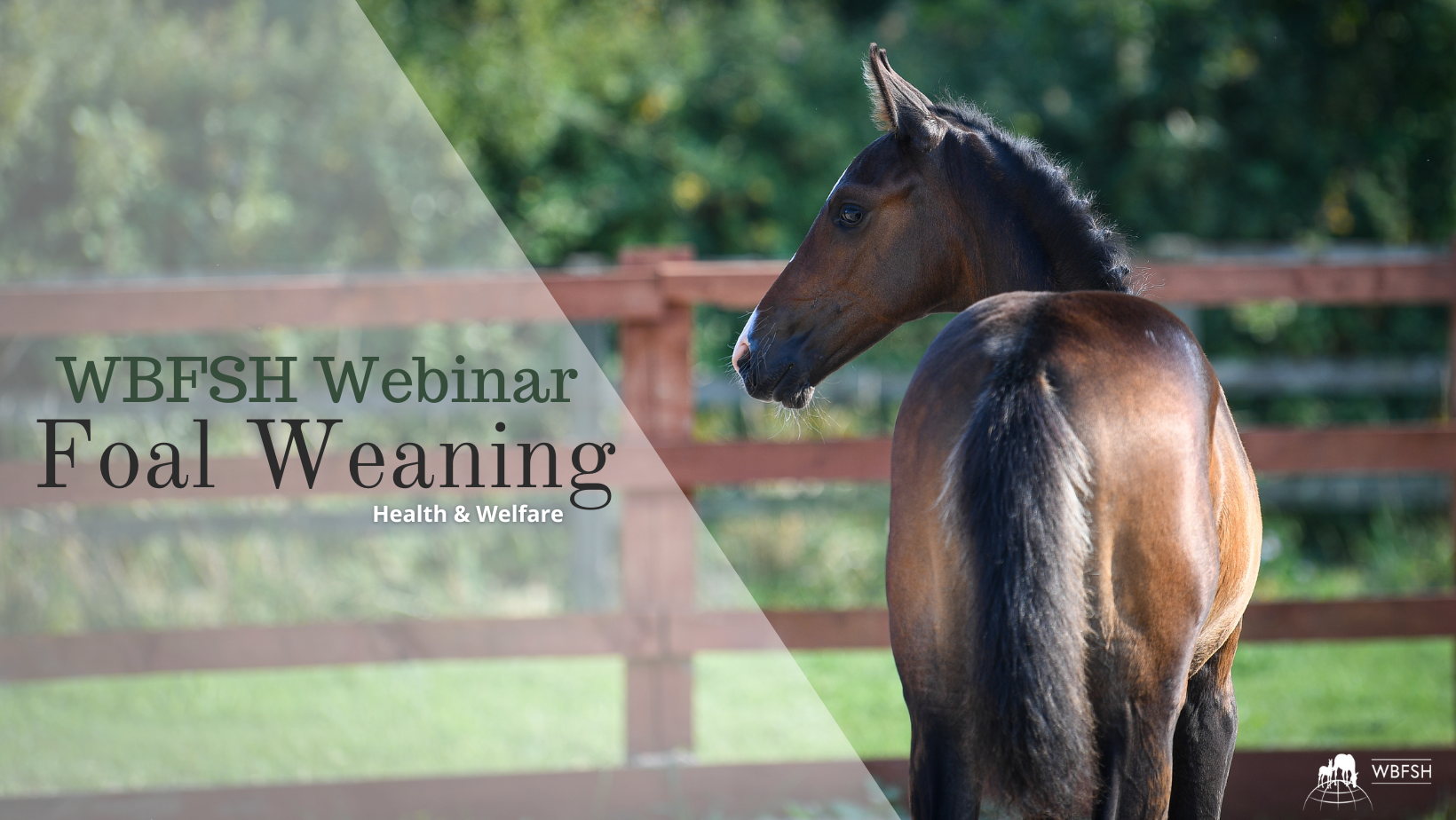WBFSH Webinar on Weaning Foals