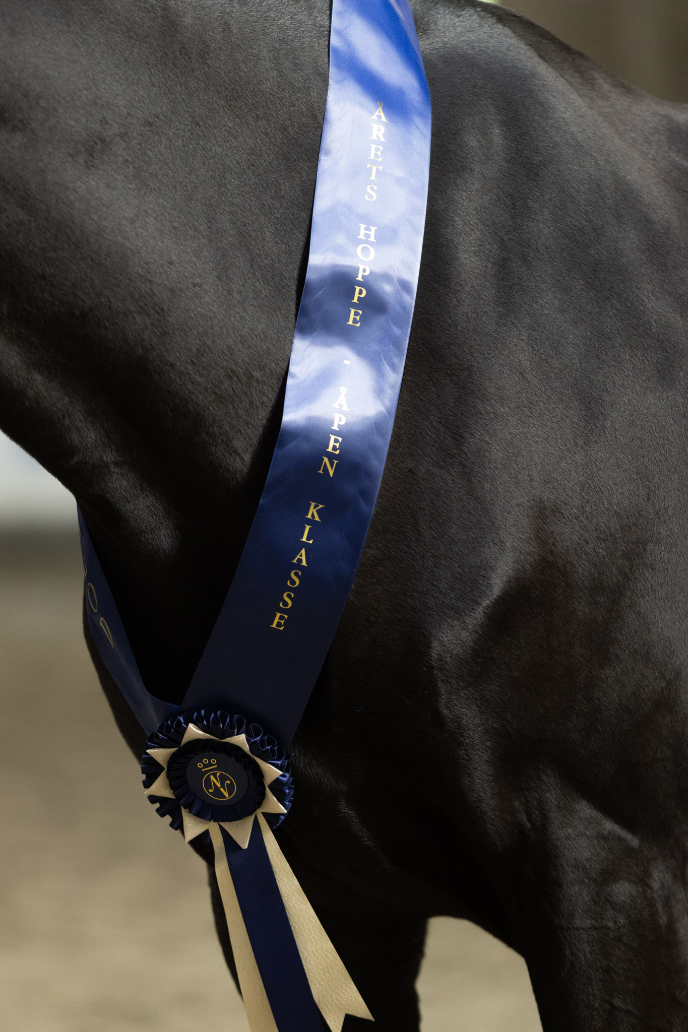 Norsk_Varmblod_Eliteskuet_Sportgarden_20230930_NV_Stemning_5Q2A1056_2048px