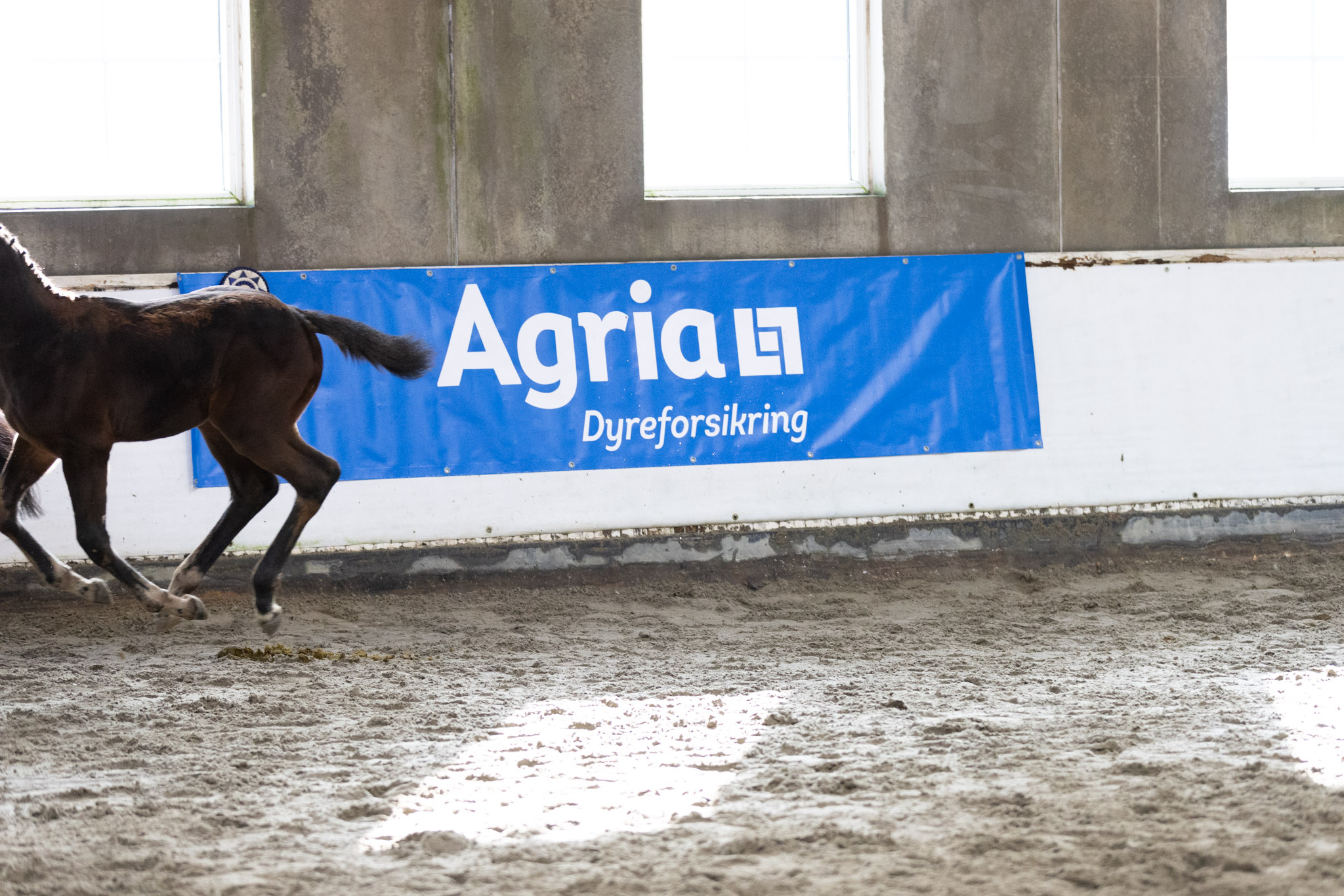 Norsk_Varmblod_Eliteskuet_Sportgarden_20230930_NV_Stemning_5Q2A9351_2048px