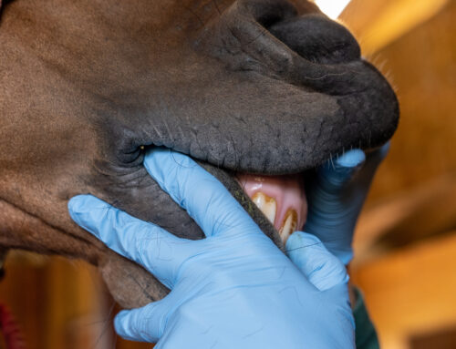 Hestens munn, tenner og vanlige tannproblemer