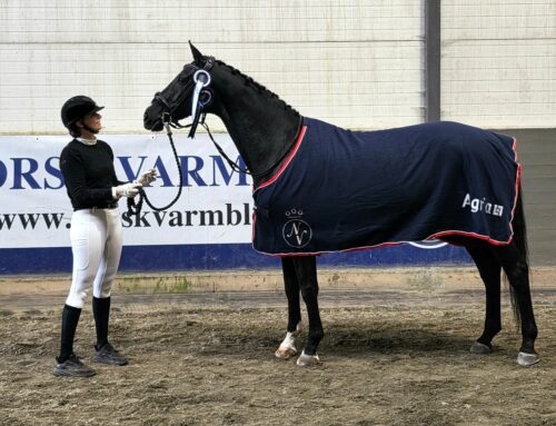 Utstilling Stall Aalerud / Region Øst