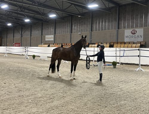 Unghesttest Vallermyrene / Region Øst