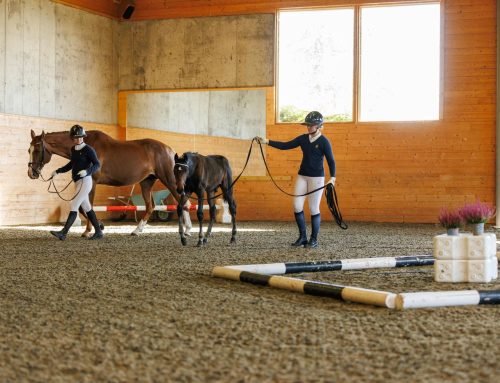 Privat utstilling Stall Nor / Region Øst