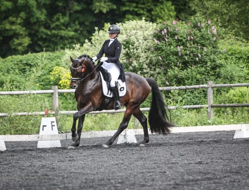 Norsk Breeders Trophy og Breeders Open dressur 2025